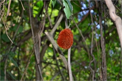 Mucuna monosperma